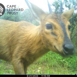 Common duiker